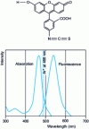 Figure 21 - Typical probe molecule used in laser-induced fluorescence detection: fluorescein isothiocyanate (FITC), laser used Ar + at 488 nm (vertical dotted line).