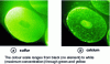 Figure 18 - Sulfur (a ) and calcium (b ) mappings on a section of human hair obtained by scanning X-ray microfluorescence with a ...