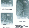 Figure 23 - Formation of a microdendritic structure in an Al-3.5%Ni alloy [44].