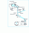 Figure 23 - Schematic diagram of optical setup for confocal line-scan imaging system