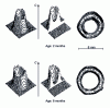 Figure 36 - Water concentration profiles in a rat corneal cross-section obtained as a function of age using the integrated intensities of the 3,400 - 3,600 cm Raman bands –1