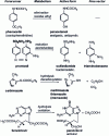 Figure 12 - Precursors and active metabolites