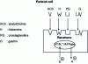 Figure 50 - Stomach parietal cell receptors