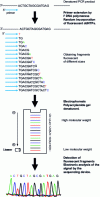 Figure 6 - Principle of automatic DNA sequencing using fluorescent ddNTPs