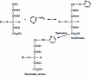 Figure 19 - Mechanism of oligosaccharide pyridylamination