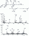 Figure 23 - FAB-MS spectrum of a fucosylated hexasaccharide alditol isolated from women's milk