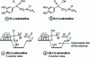 Figure 5 - Enantiomers of adrenalin. a and b  – Schematic representation of the anchoring sites of the enantiomers of adrenalin on a receptor c and d