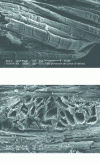 Figure 3 - Secondary electron micrographs of archaeological textile fibers (© C2RMF, C. Moulherat)