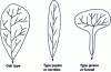 Figure 4 - Three main types of hydrographic networks [11] [14].