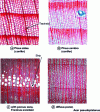 Figure 1 - Microsections of coniferous and deciduous tree rings