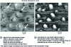 Figure 7 - Images obtained with a near-field optical microscope operating in perturbation mode [13]