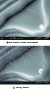 Figure 24 - SEM-FEG observation of barium titanate powder (document F. Grillon, ENSMP)