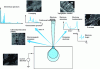 Figure 3 - Main electron and electromagnetic emissions due to the interaction of an electron beam with a sample