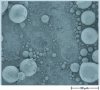 Figure 20 - Example of an image of tin balls obtained with a landing voltage of 50 V (doc. FEI)