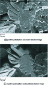 Figure 4 - Fracture surface observed with the side detector (Everhart-Thornley) as a function of collector polarization