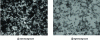 Figure 12 - Transmitted-mode SEM observations. CN-CrNiC core/shell nanoparticles