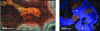 Figure 13 - Cathodoluminescence observation of a scapolite and a geode (GeoRessources Nancy)