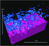 Figure 32 - Visualization after 3D reconstruction of cracks (in blue) in the oxide layer on the surface of a zirconium alloy (in red) (EDF R document)