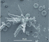 Figure 39 - Observation of a zeolite crystal in an environmental chamber microscope