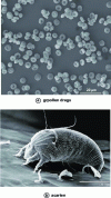 Figure 41 - Environmental chamber microscopy of biological objects