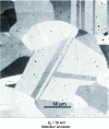 Figure 7 - Observation of the crystalline contrast of an austenitic stainless steel using backscattered electron emission by channelling the primary beam. Visualization of crystalline orientation contrast