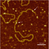 Figure 20 - High-resolution airborne AM-AFM image of a SpoIIIE protein/double-stranded DNA template complex bound to a NiCl-treated mica surface. Two DNA-bound proteins are indicated by a white arrow (source: P.E. Milhiet – CBS, Montpellier).