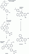 Figure 17 - Development pathways of endothelin I receptor antagonists