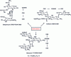 Figure 25 - Active ingredient structures with an aminoglycoside skeleton