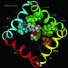 Figure 28 - Interactions of R-mepivacaine with the sodium channel as seen from above (after [2])