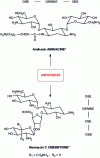 Figure 24 - Active ingredient structures with aminoglycoside skeletons