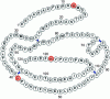 Figure 15 - Primary structure of beef ribonuclease:
disulfide bridges and the 3 major amino acids of the enzyme's active
site