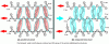 Figure 7 - Structure of
parallel and antiparallel beta-sheets (from [5] – permission
for use by the author)