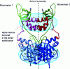 Figure 9 - Alpha-helices involved in oligomerization
and stabilization of HIV integrase (here dimer)