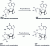 Figure 23 - Phosphodiesterase-catalyzed reactions