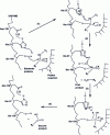 Figure 6 - How the catalytic triad of trypsin and chymotrypsin works for the reaction