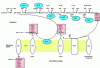 Figure 5 - Peptidoglycan formation: cytoplasmic and membrane steps in E. coli