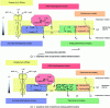 Figure 7 - Respiratory chains of cytochrome oxidase + and –