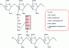 Figure 4 - Example of a transpeptide bond (E. Coli peptidoglycan synthesis)