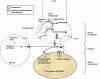 Figure 24 - Glutamate anabolism and catabolism in the nervous system