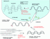 Figure 4 - Different levels of organization of collagen molecules