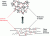 Figure 5 - Organization of elastin molecules