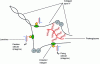 Figure 16 - Basal lamina interactions