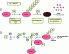 Figure 18 - Ubiquitinylation of a proteasome-addressed protein