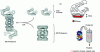 Figure 19 - Formation of the 26S proteasome from complexes 19 and 20S