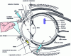 Figure 2 - Routes of administration for the main ophthalmic forms (eye drops, implants, inserts and injectables)