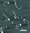 Figure 28 - DNA-protein complexes imaged by AFM (from [31])