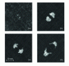 Figure 15 - Acoustic images at 50 MHz for depths (a) 273 µm, (b) 819 µm, (c) 1,365 µm, (d) 1,911 µm (fold stacking sequence: [90°, [0°2, 90°2]10, 0°])