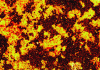 Figure 17 - Acoustic image of a cement sample at 600 MHz (1000 x 700 µm2)