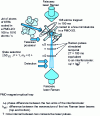 Figure 8 - Principle of the cold atom gravimeter developed at BNM-SYRTE, Paris observatory