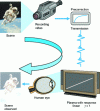 Figure 5 - Pre-correction of transmission signals (for plasma screens)